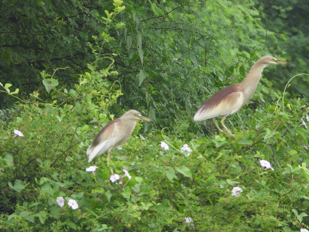 Индийская прудовая цапля - ML644316374