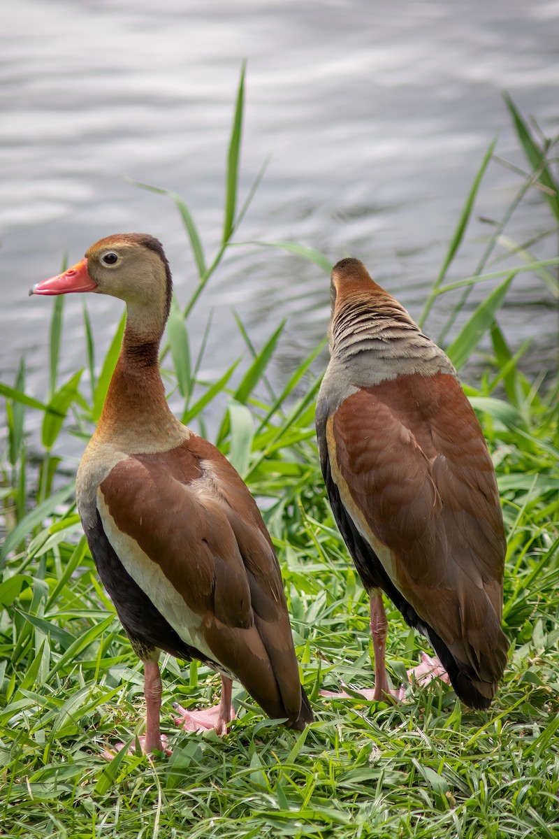 アカハシリュウキュウガモ - ML644316392