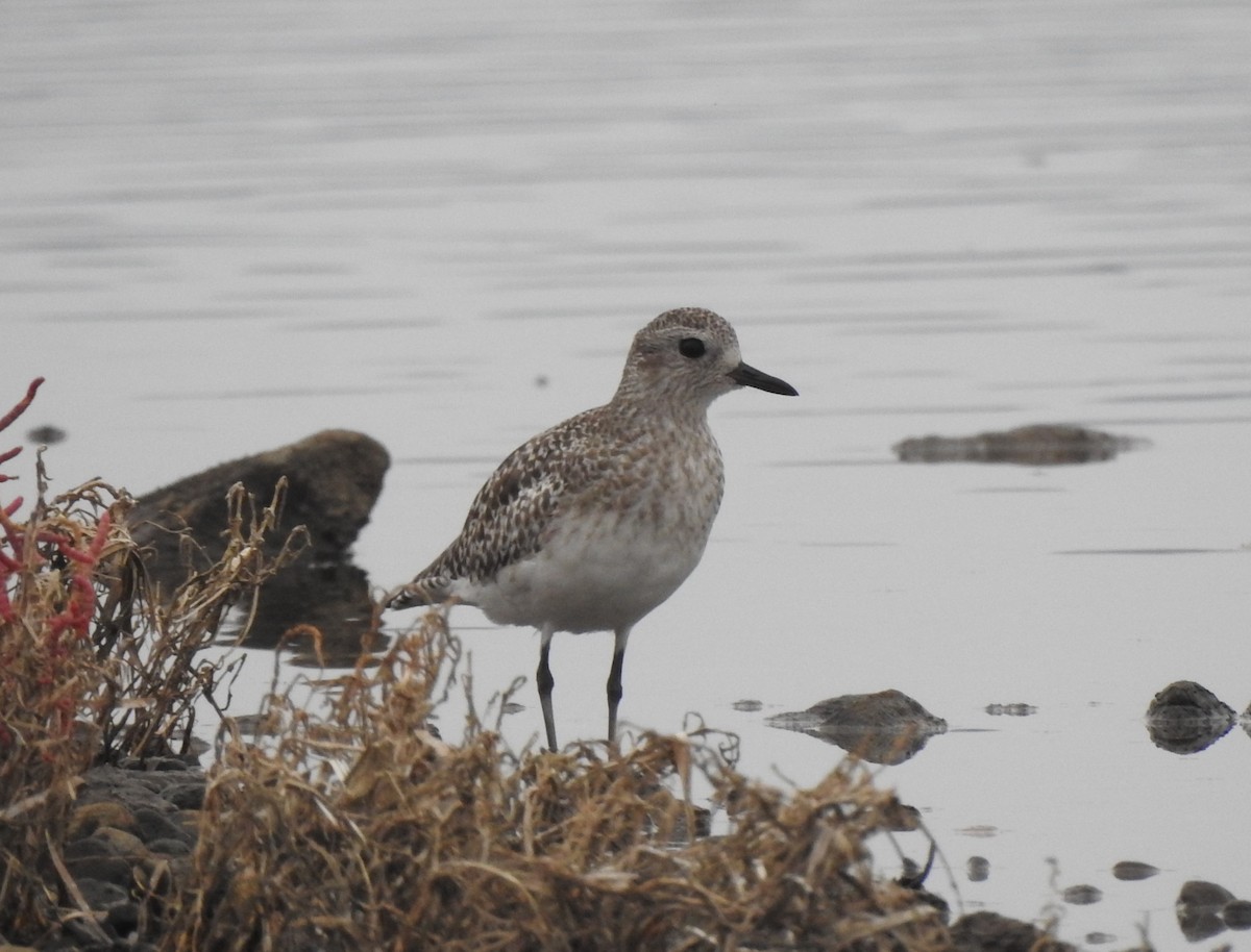 tundralo - ML644316393