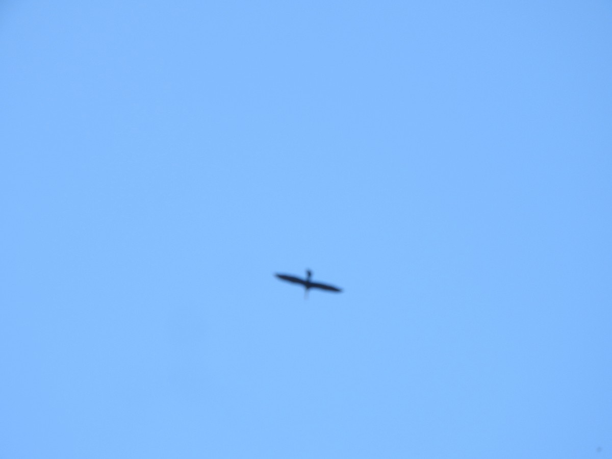 Neotropic Cormorant - ML644316394