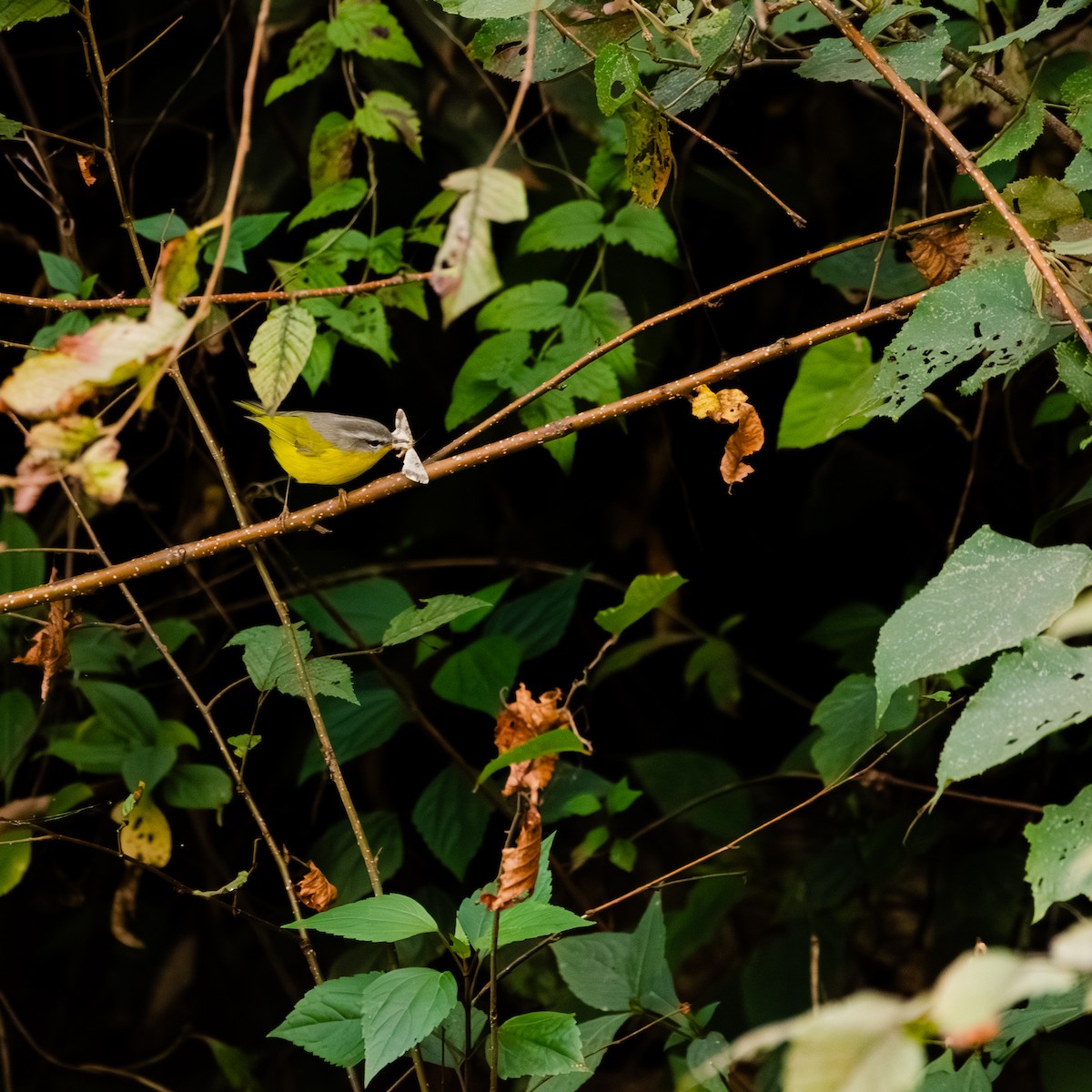 Graukopf-Laubsänger - ML644316413