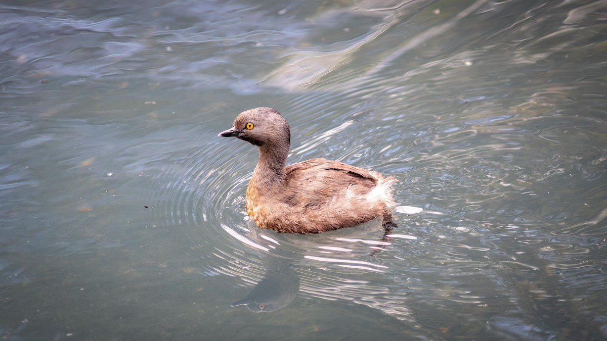Least Grebe - ML644316414