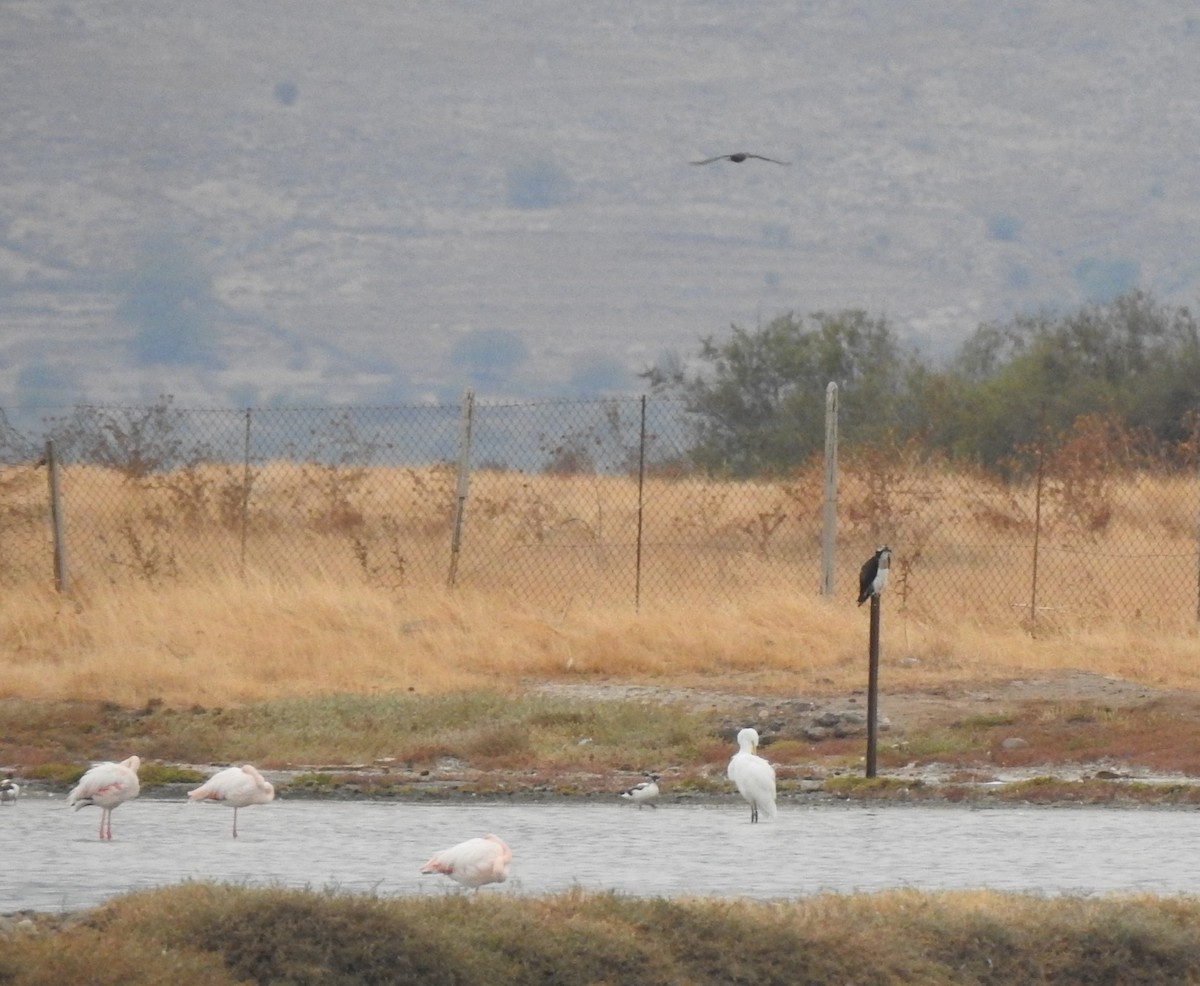 fiskeørn - ML644316425