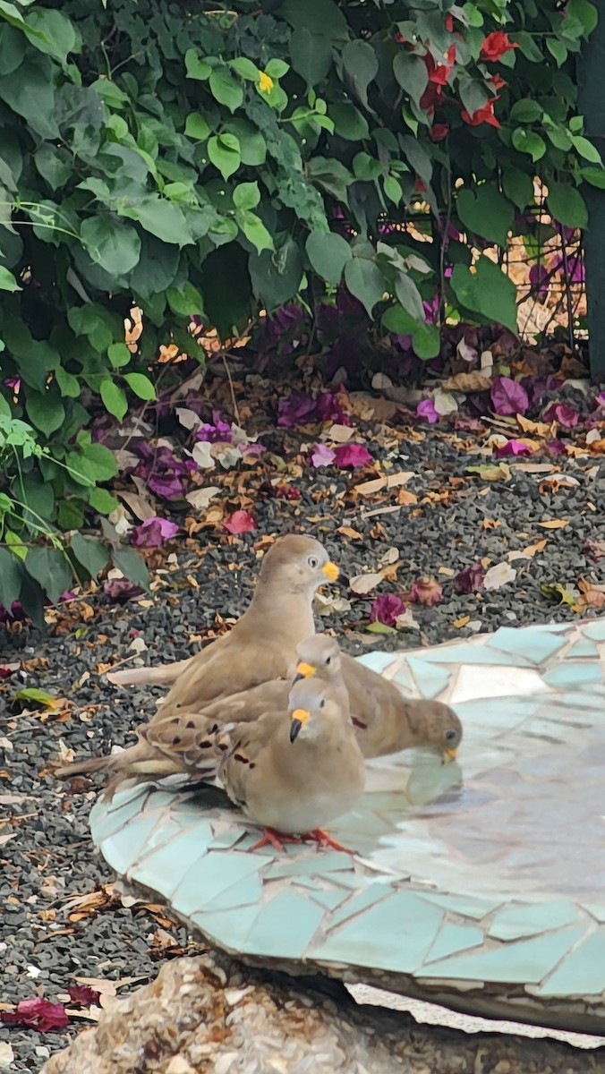 kvekkedue - ML644316429