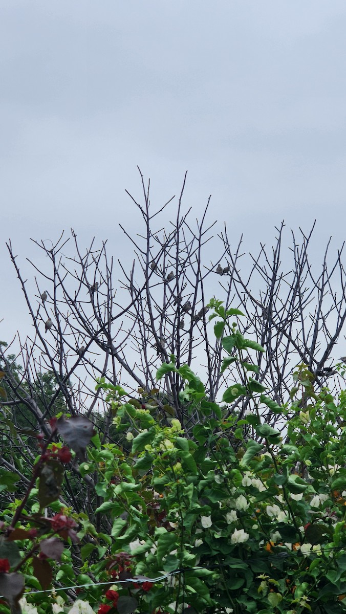 kvekkedue - ML644316430