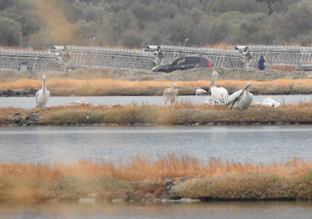 krøllpelikan - ML644316431