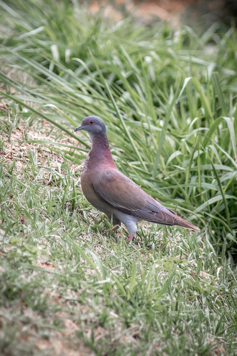 Pale-vented Pigeon - ML644316433