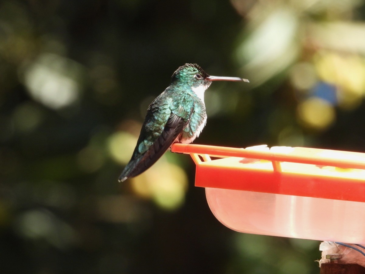 White-throated Hummingbird - ML644316436