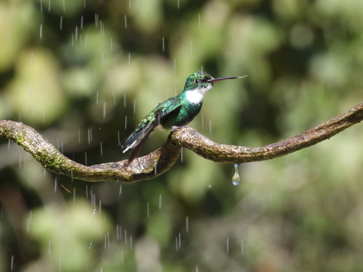White-throated Hummingbird - ML644316437
