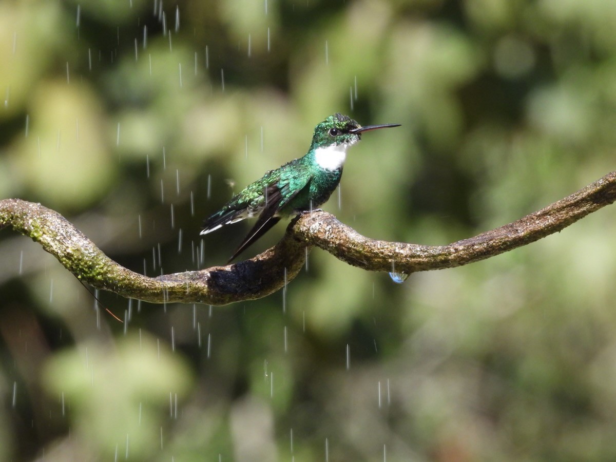 White-throated Hummingbird - ML644316438