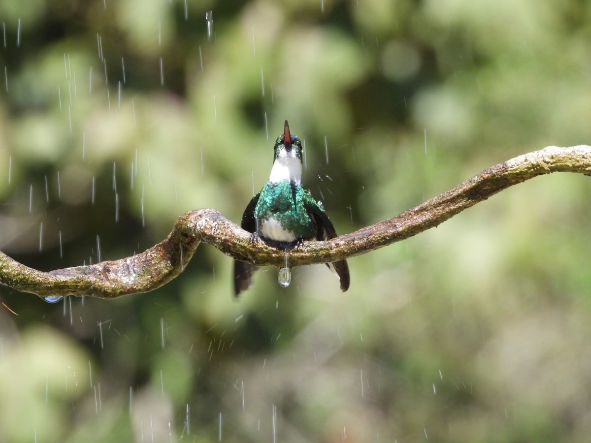 White-throated Hummingbird - ML644316439