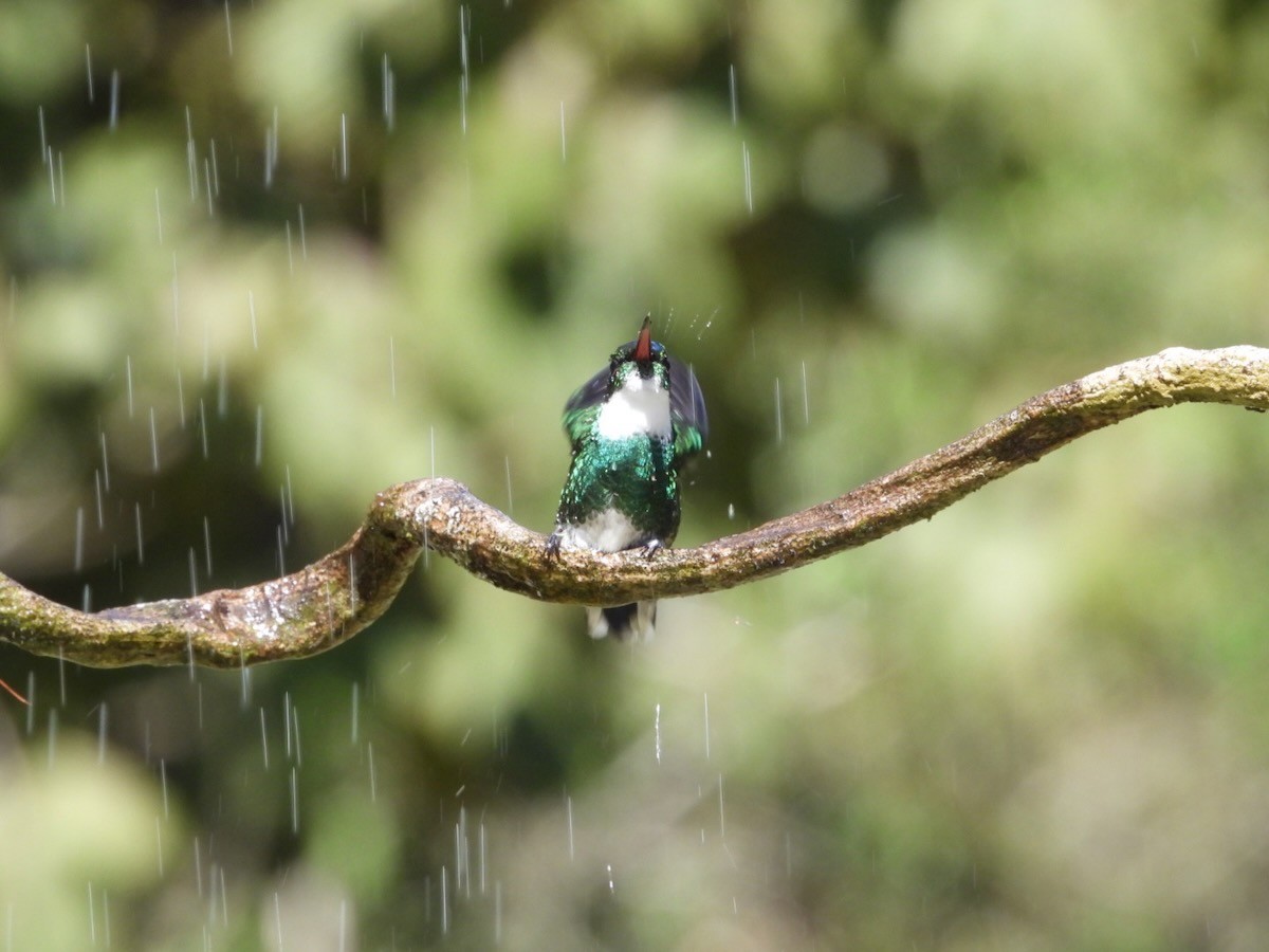 White-throated Hummingbird - ML644316440