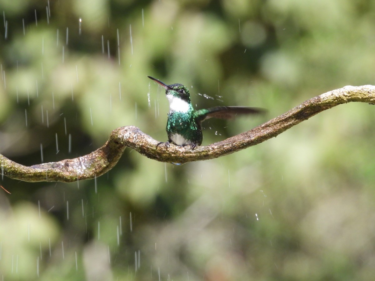 White-throated Hummingbird - ML644316441