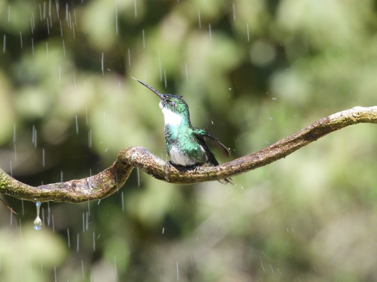 White-throated Hummingbird - ML644316443