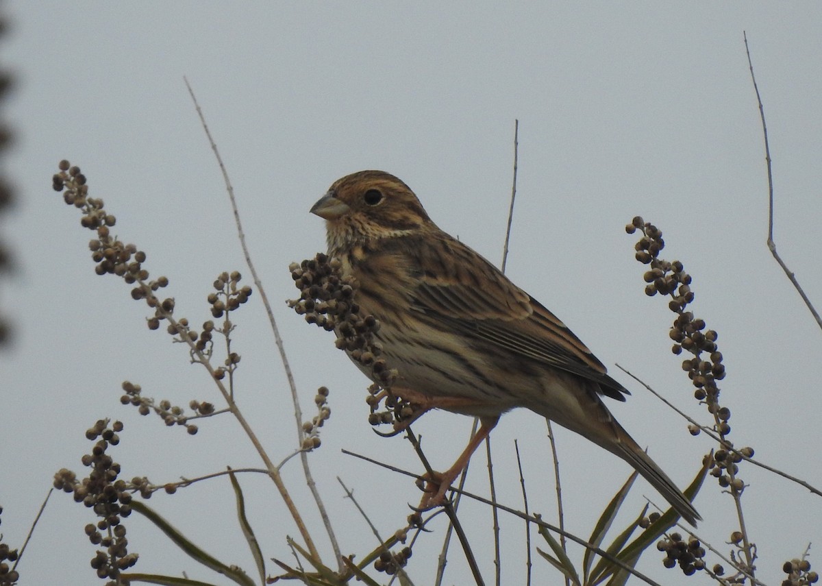 kornspurv - ML644316444