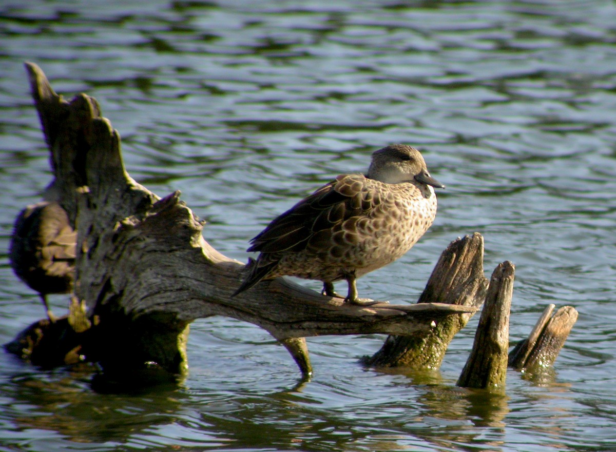 ハイイロコガモ - ML644316460