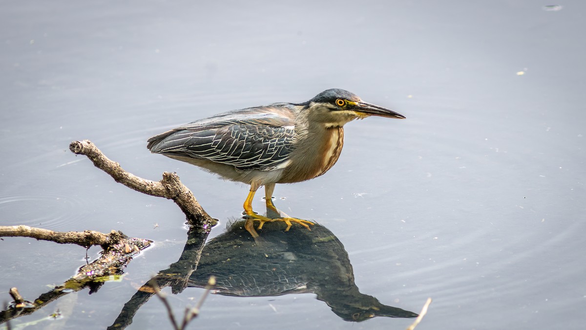 krabbehegre - ML644316462