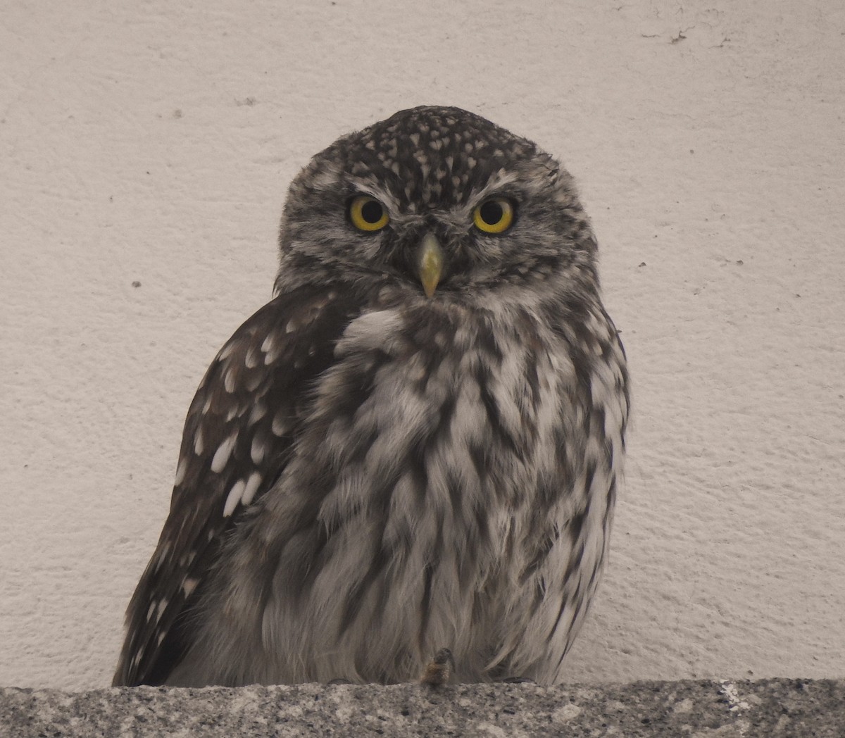 kirkeugle - ML644316463