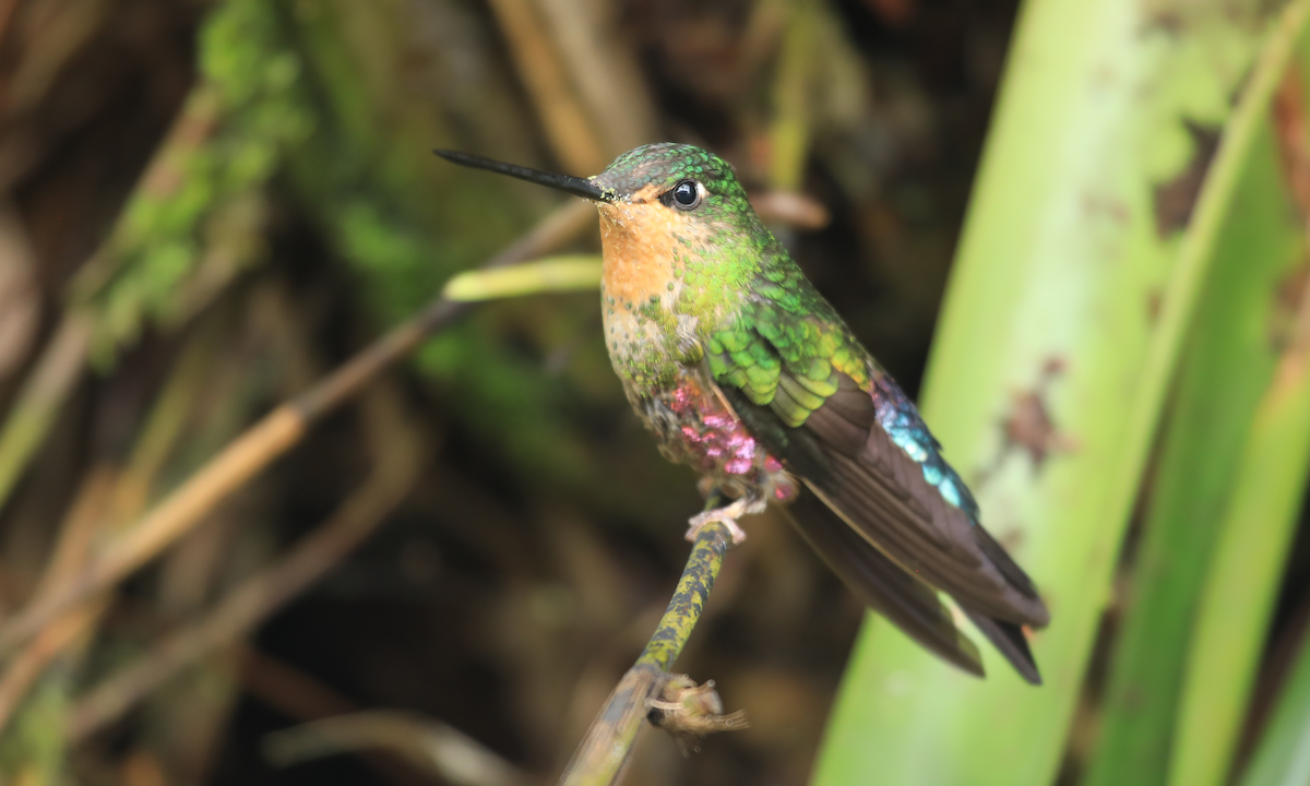 Blue-throated Starfrontlet - ML644316468