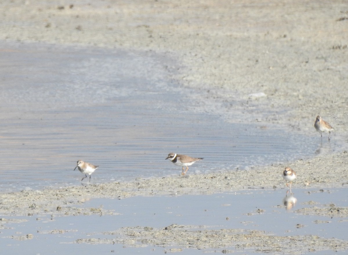 sandlo - ML644316488