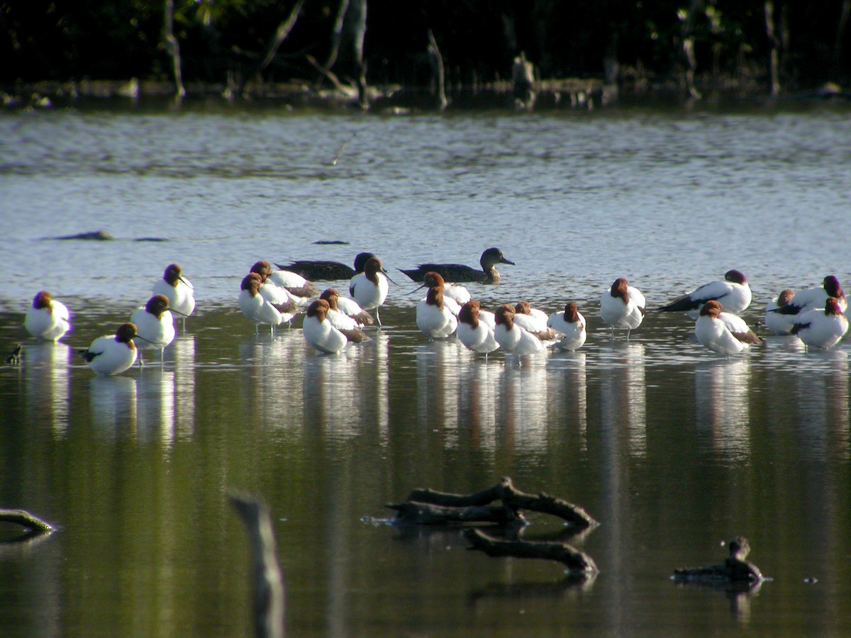 Чоботар австралійський - ML644316489