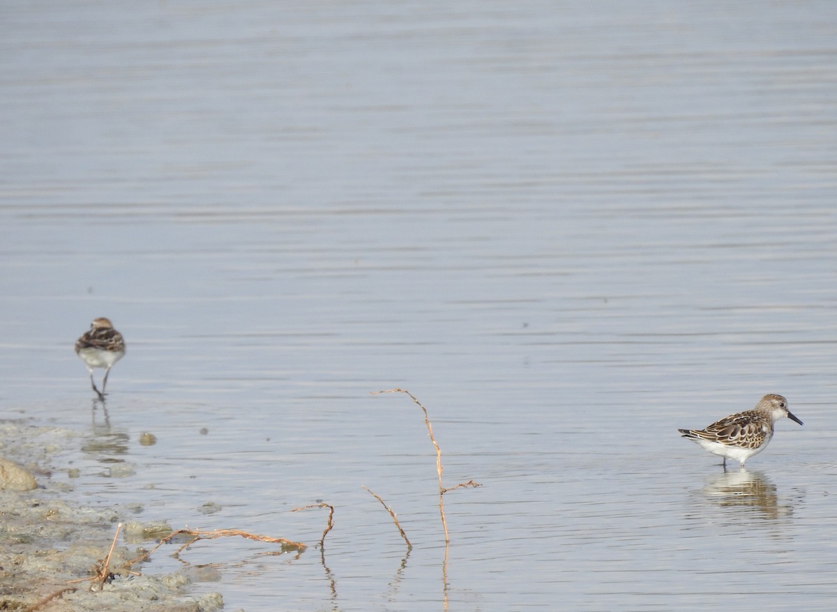 dvergsnipe - ML644316496