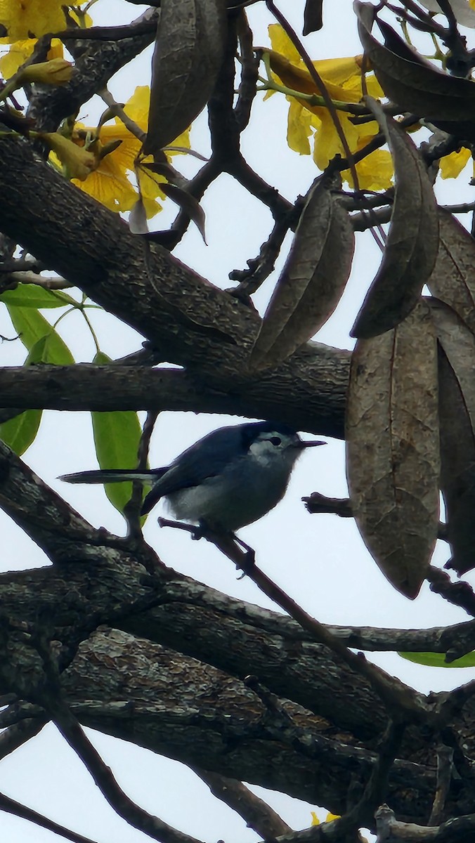 White-browed Gnatcatcher - ML644316500