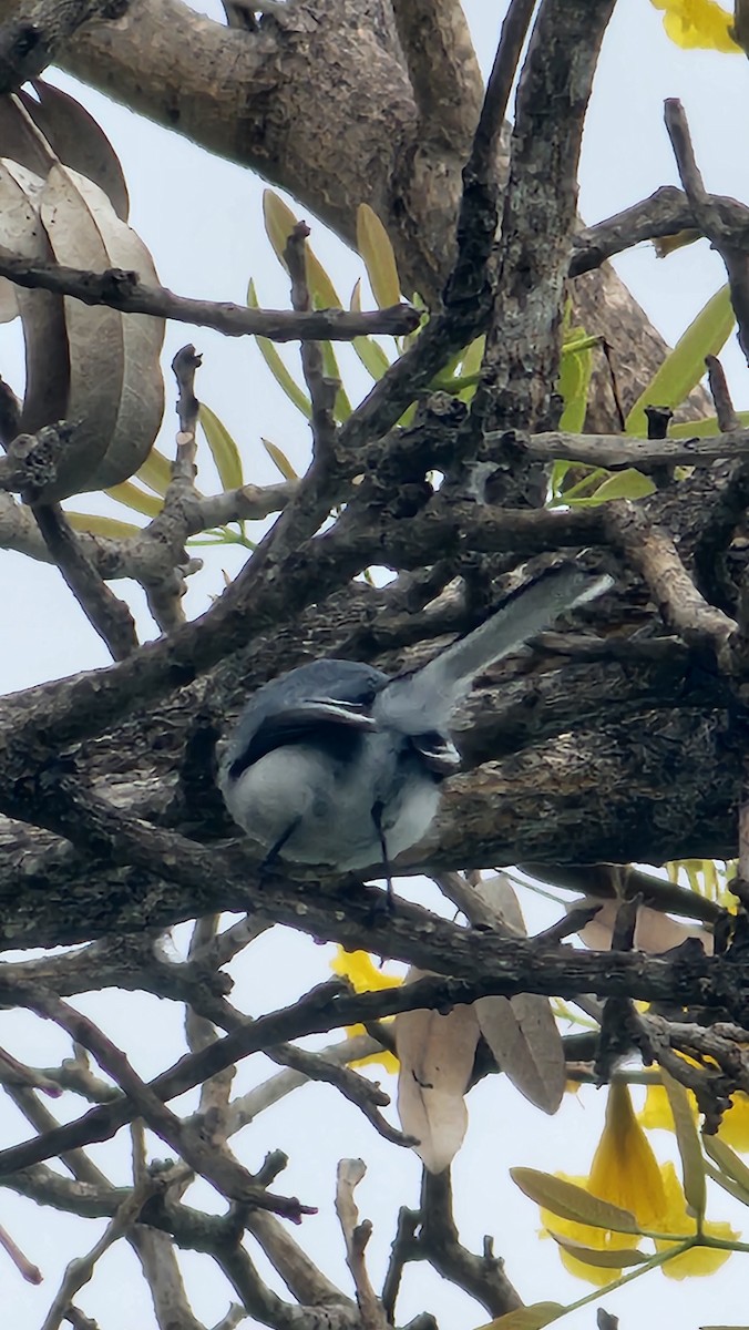 White-browed Gnatcatcher - ML644316501