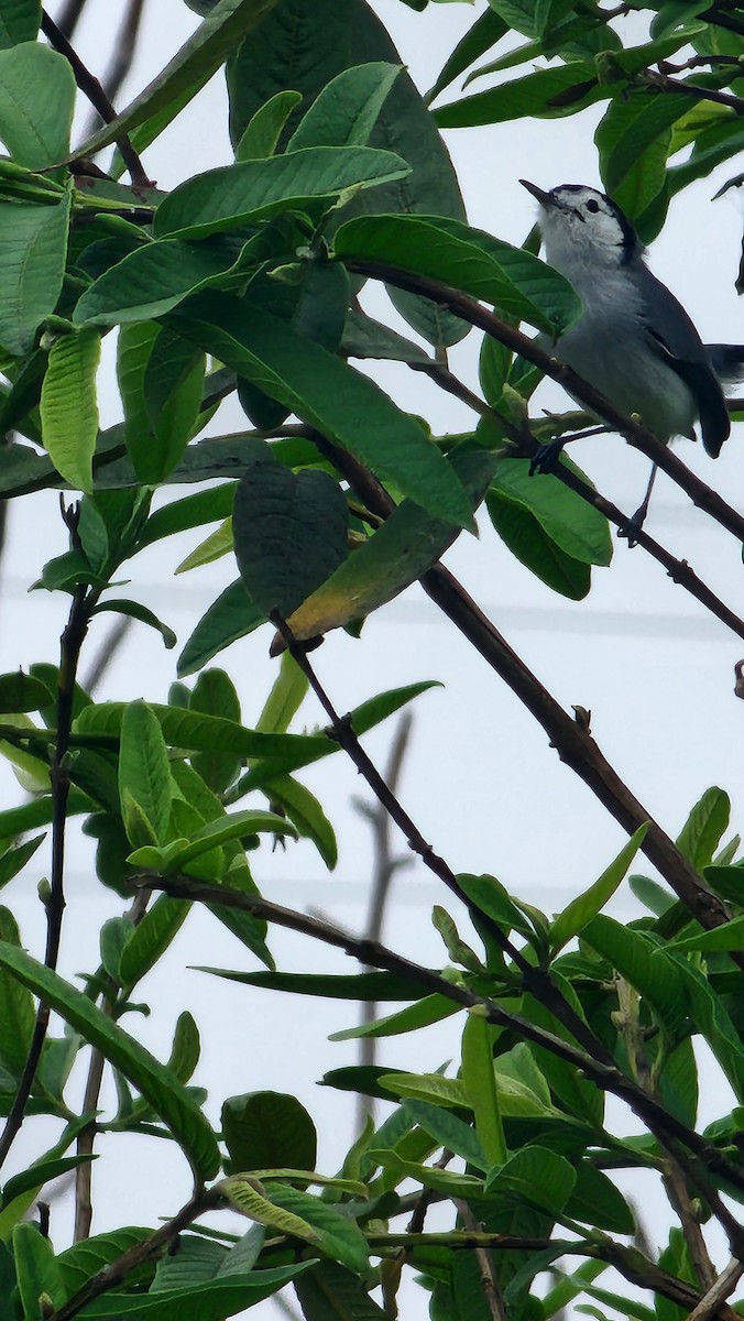 White-browed Gnatcatcher - ML644316502