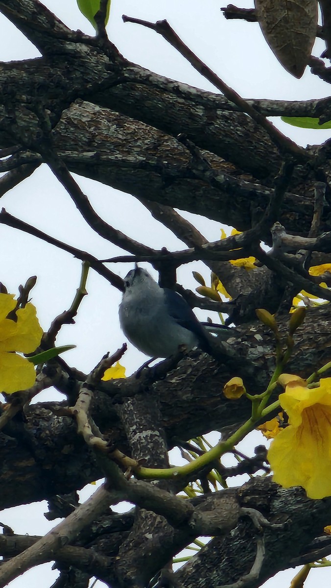 White-browed Gnatcatcher - ML644316503