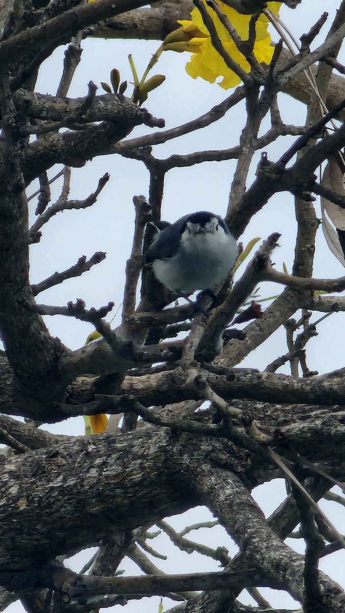 White-browed Gnatcatcher - ML644316504