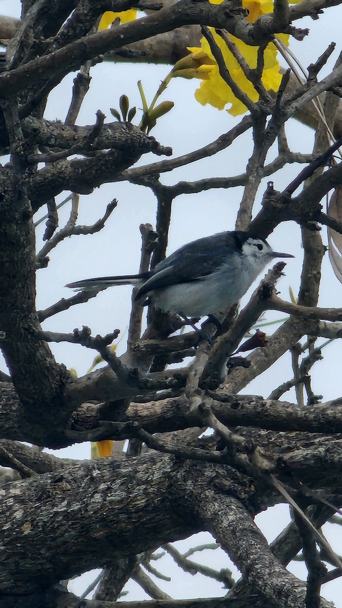 White-browed Gnatcatcher - ML644316505