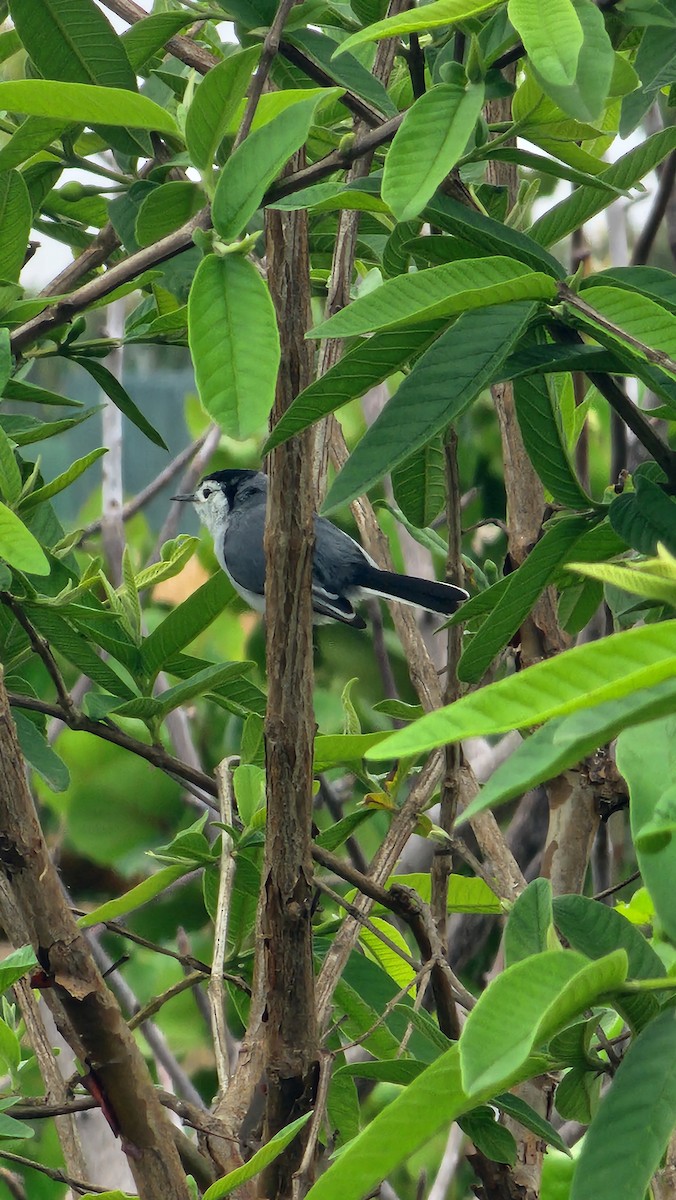 White-browed Gnatcatcher - ML644316506