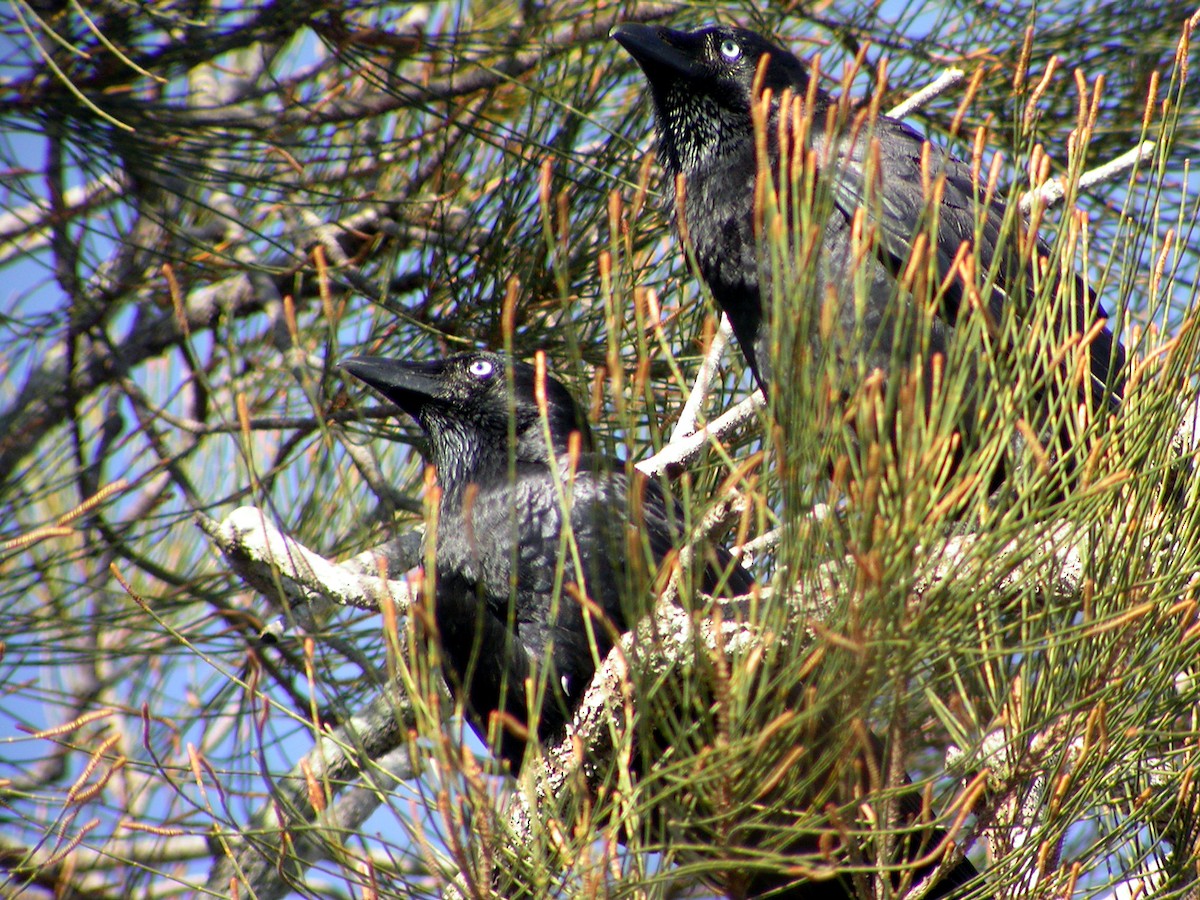 Torresian Crow - ML644316507