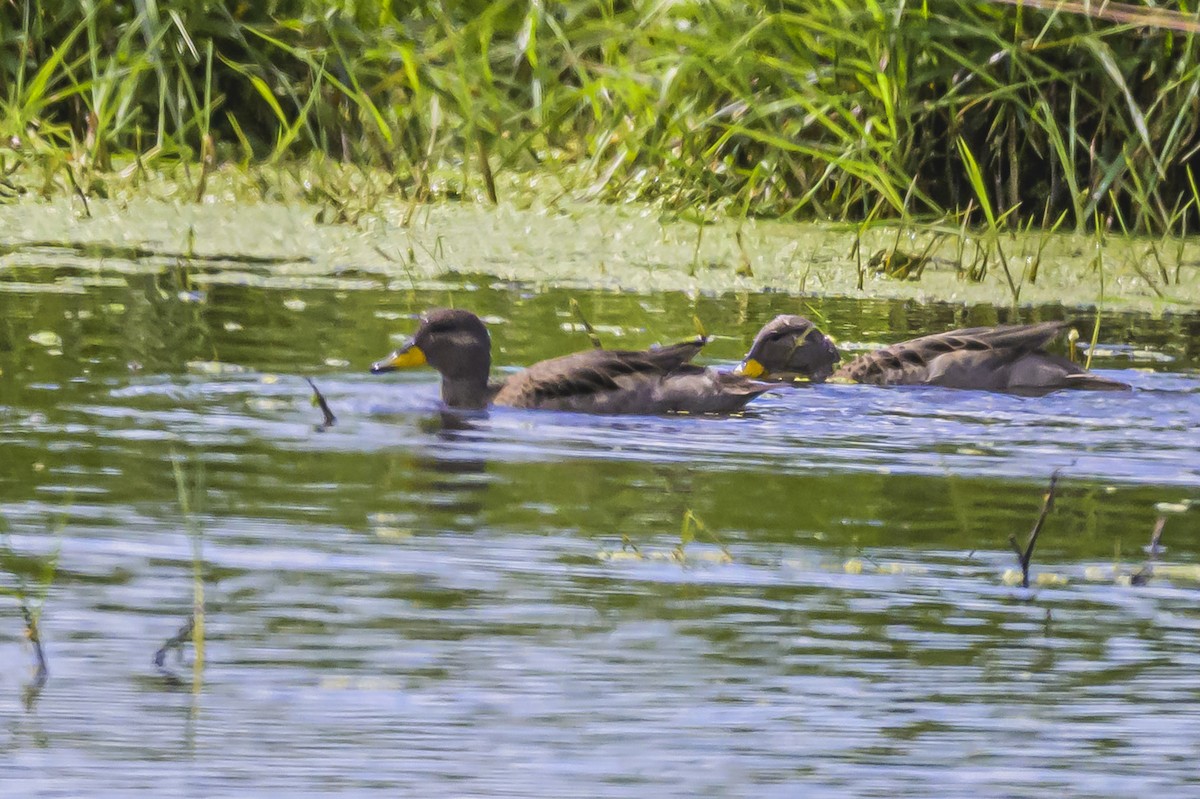 Sarcelle tachetée - ML644316516