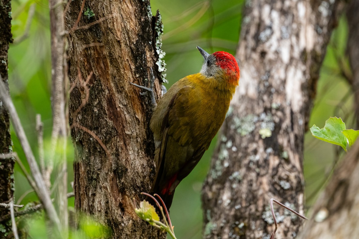 Olive Woodpecker - ML644316533