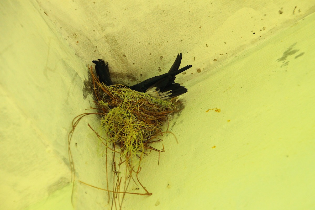 rorýs domácí - ML644316536