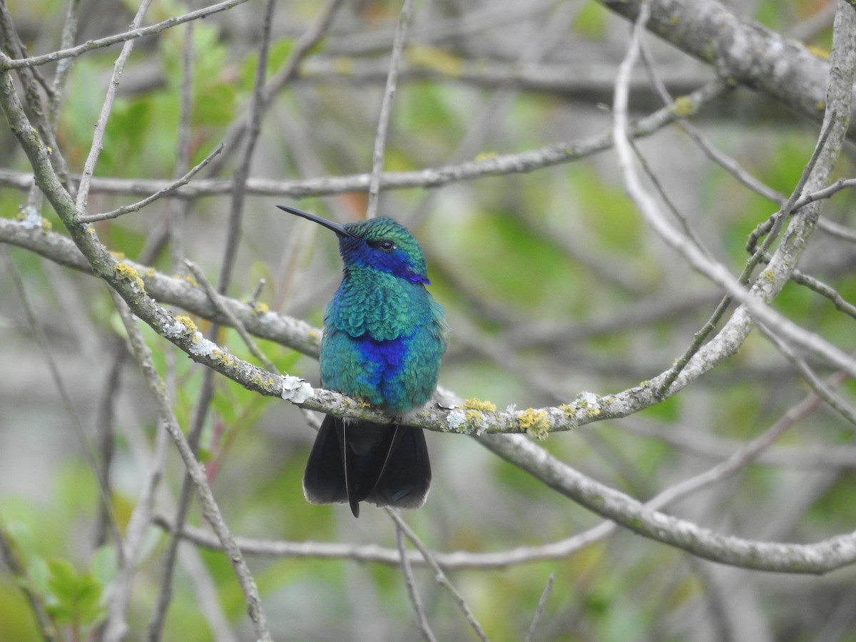 fiolørekolibri - ML644316541