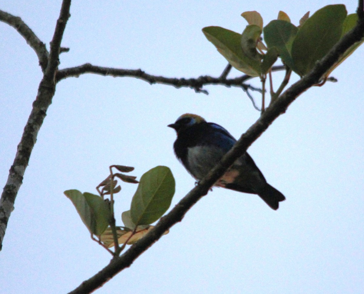 Золотистоголовая танагра - ML644316559