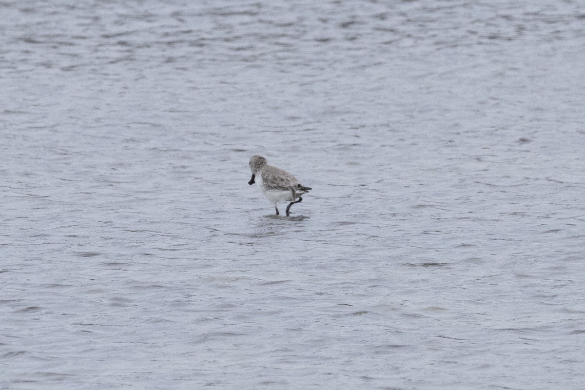 Spoon-billed Sandpiper - ML644316561