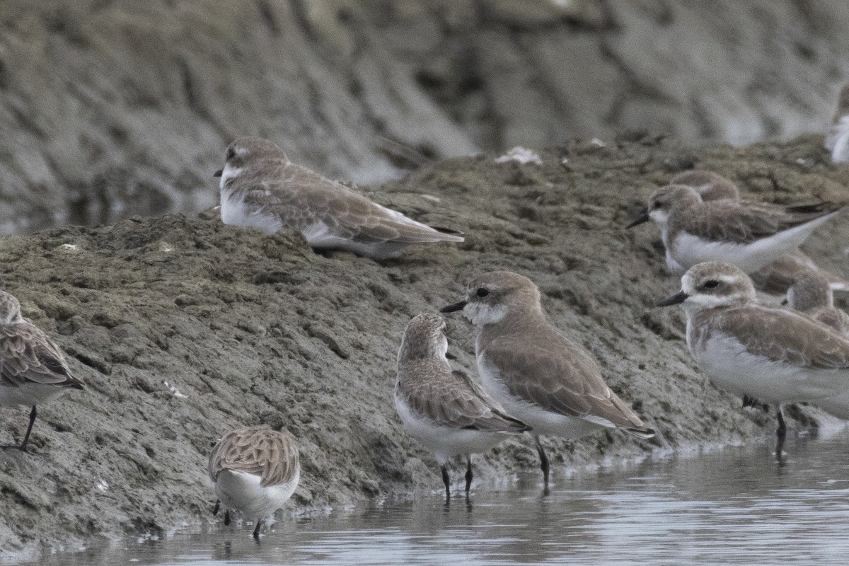Spoon-billed Sandpiper - ML644316562
