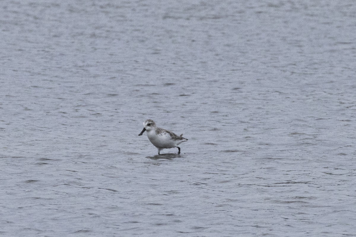 Spoon-billed Sandpiper - ML644316563