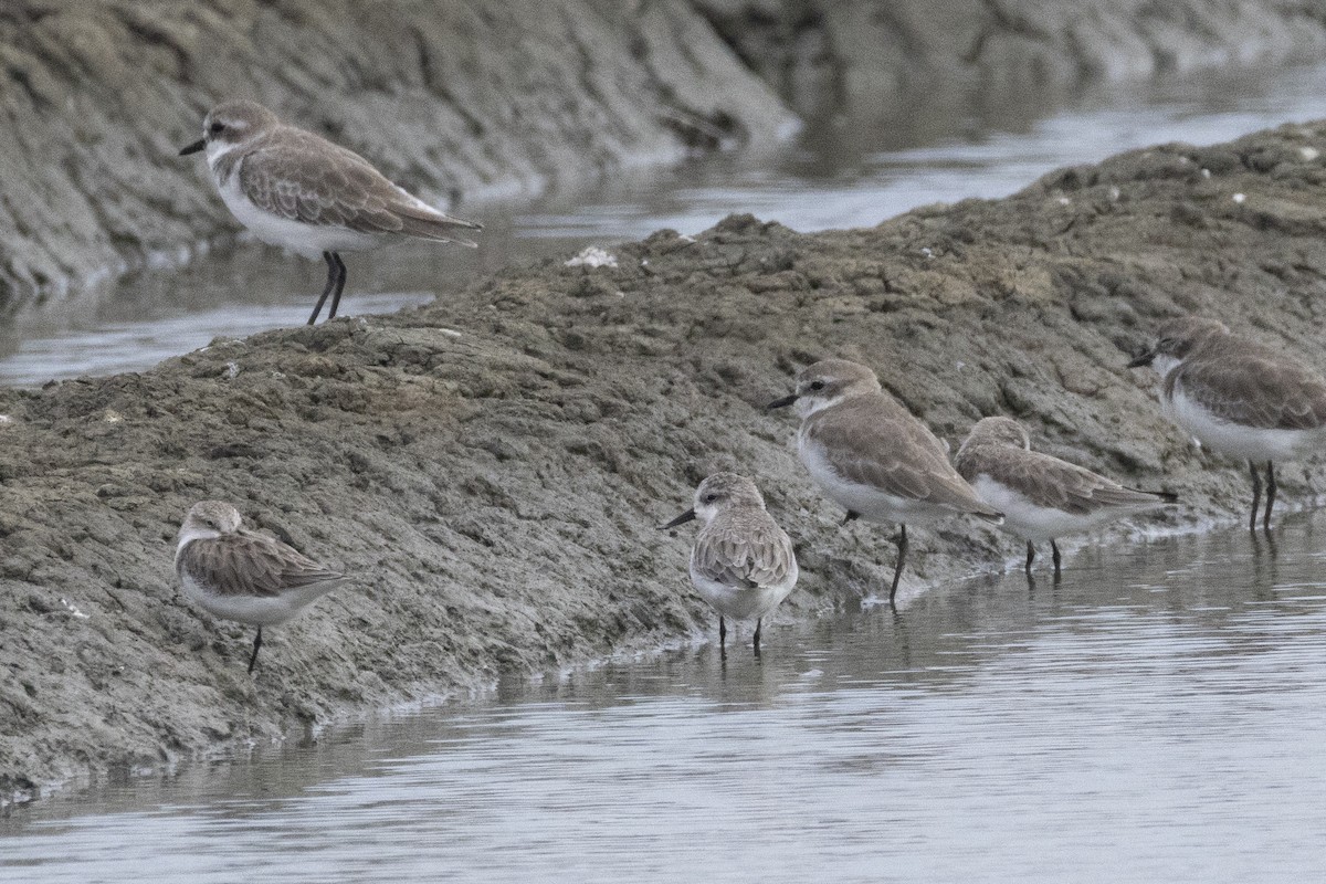 Spoon-billed Sandpiper - ML644316564