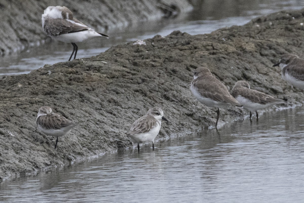 Spoon-billed Sandpiper - ML644316565
