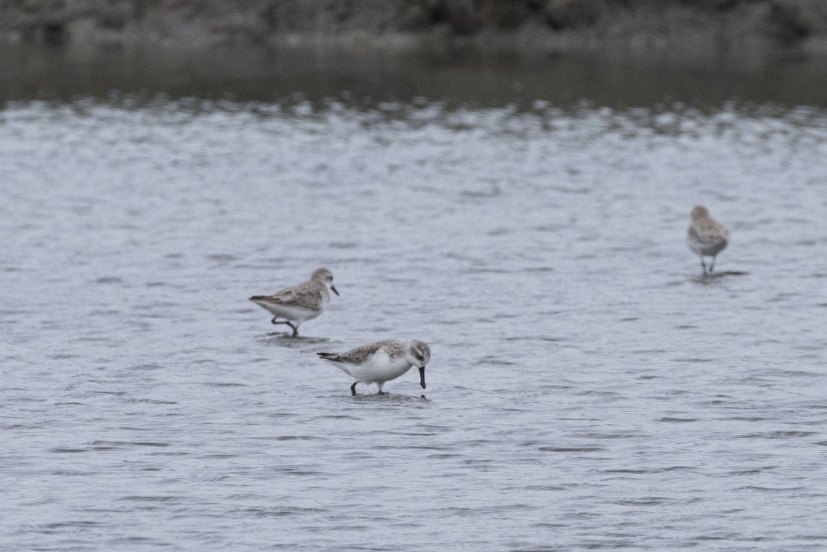 Spoon-billed Sandpiper - ML644316566
