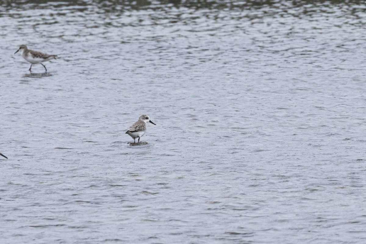 Spoon-billed Sandpiper - ML644316567
