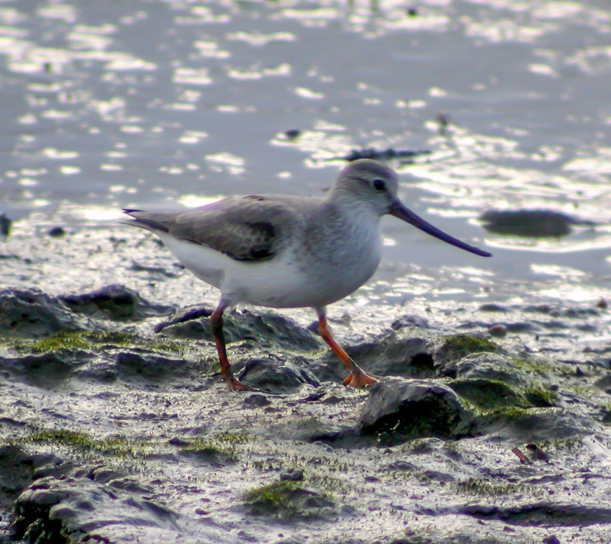 tereksnipe - ML644316584