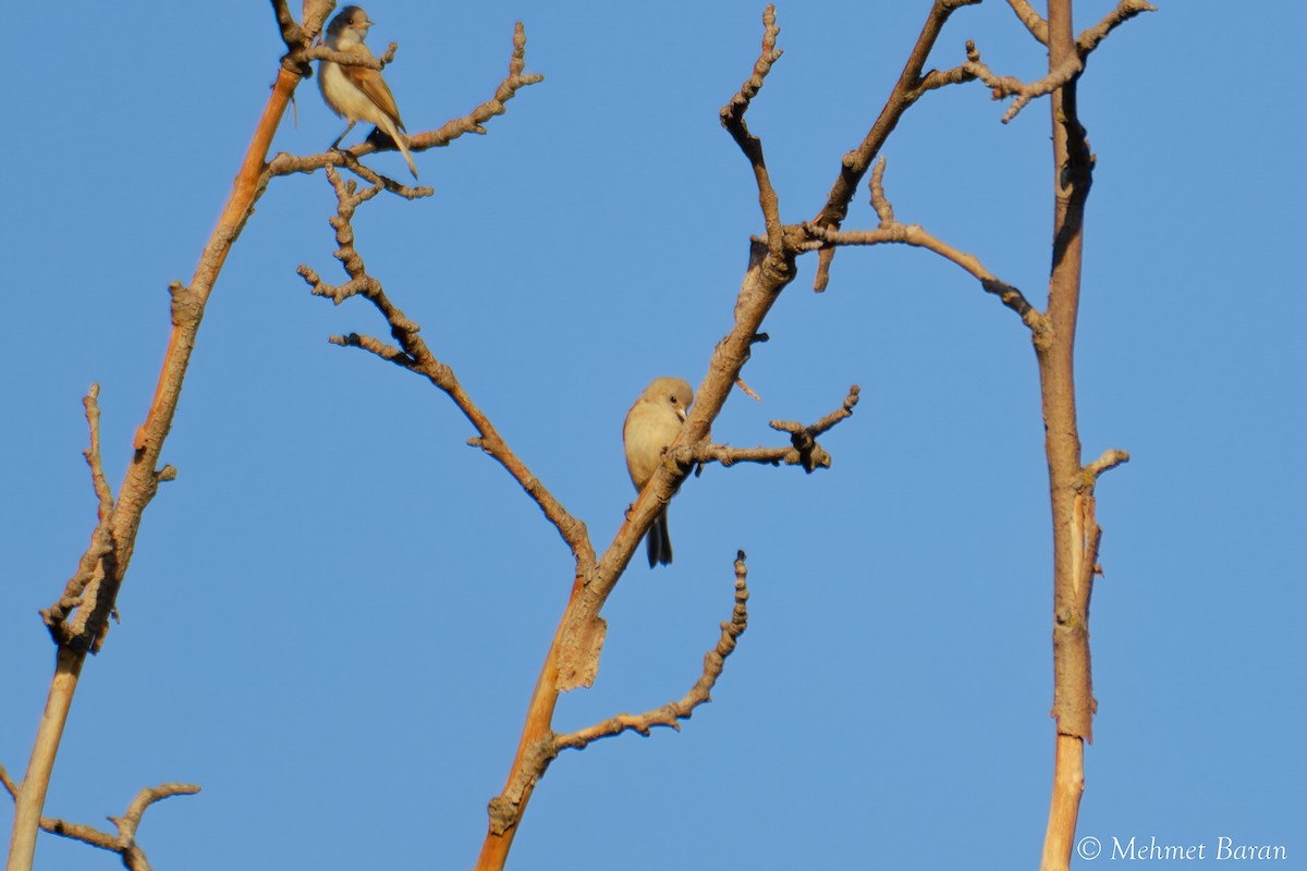 pungmeis - ML644316589