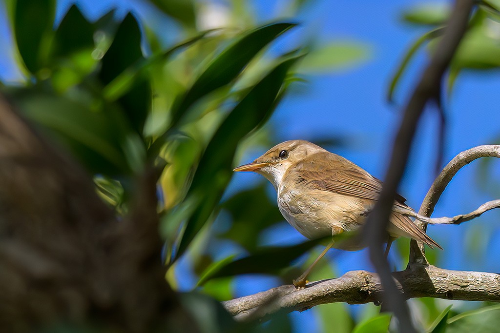 Rousserolle effarvatte - ML644316590