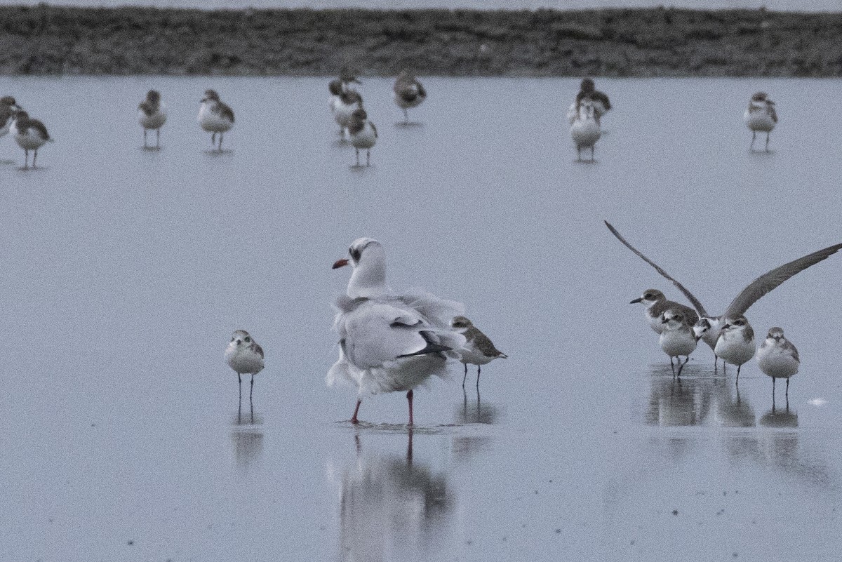 Бор толгойт цахлай - ML644316593